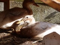 ducks1.jpg