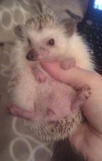 Untitled.png2.jpg Untitled.png2.jpg