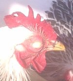 roosters eye (2).jpg