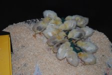 feedingfrenzy.jpg