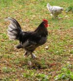 Pgrey vulture with C@C chicken.JPG