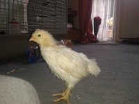 20130613_105153.jpg 20130613_105153.jpg