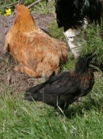 Buffy and Cheepie with Henry's bum.jpg