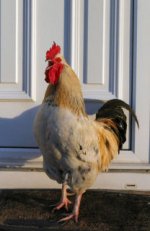 Cock a doodle do.jpg