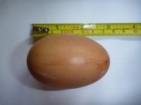 Attilla's first egg.jpg