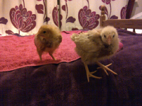 Chicks 1.png