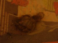 chick 2 (640x480).jpg