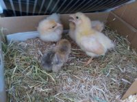 chicks (500x375).jpg