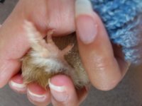chick foot (500x375).jpg