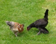 Pyoung hockney and CB cocks.JPG