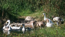 resized duck 2.jpg