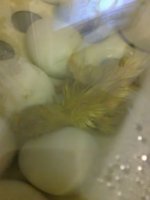 Duckling.jpg