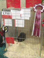 R 4396 SUPREME CHAMPION - CLIVE STEPHENS.jpg R 4396 SUPREME CHAMPION - CLIVE STEPHENS.jpg