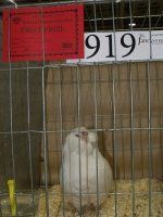 3919 1.jpg