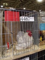 4467 1.jpg