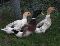 Trio-Abacots-Dec-13.jpg