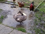 Bubbles enjoying the rain.jpg
