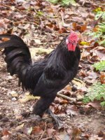 P A Hockney Cockerel..JPG