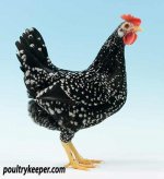 Best-Ancona-Bantam-Phil-Stadden_8850.jpg