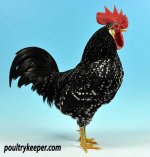 Best-Ancona-bantam-male-David-Speak.jpg
