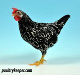 Reserve-Champion-Ancona.bantam-pullet-Mark-Carson.jpg