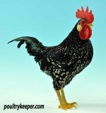 Ancona-Male-Bantam-Mark-Hammond.jpg