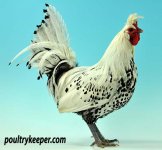 B.O.B.-Silver-Spangled-Appenzeller-Spitzhauben-Sally-Barnett.jpg