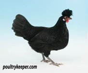 Appenzeller-Best-Black-Benjamin-Milby_0983.jpg