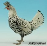 Appenzeller-Spitzhauben-female.jpg
