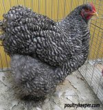 Barred-Cochin-Hen_3455.jpg