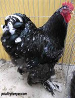 Mottled-Cochin-Cockerel_3460.jpg