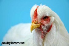 Cochin-Head-Elaine-Oliver.jpg