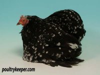 Black-Mottled-Pekin-Clive-Stephens_1633.jpg