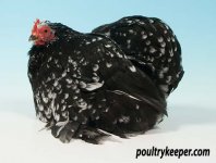 Black-Mottled-Pekin-Clive-Stephens_1638.jpg