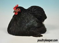 Black-Pekin-Peter-Smith-2.jpg