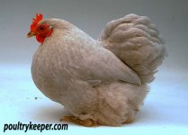 Lavender-Pekin-Oliver-Shorrock-2.jpg
