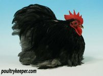 Pekin-Bantam-Simon-Gambling_8071.jpg