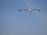 SDC10861.JPG
