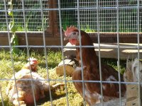hens.jpg