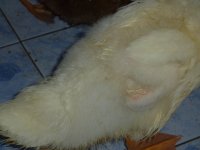 P1000347_resize.JPG