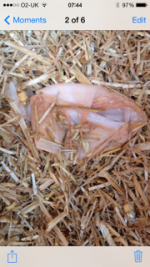 SoftEgg.png