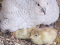 quail1.jpg