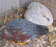 mumdadquail.jpg