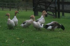 Abacot-Ducks-2014-Hatch.jpg