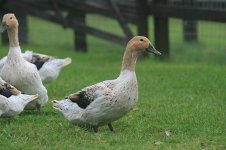 Abacot-Duck-2014.jpg