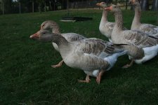 Brecon-Buff-Gander-for-sale.jpg