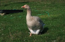 Brecon-Buff-Goose-For-Sale-1.jpg