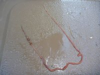 worm 50cm long.jpg