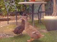 ducks07092014_001.jpg