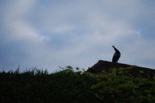 peacock1.JPG